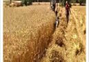 आधुनिक कृषि यंत्रों ने बदली किसान बेनी सिंह की तकदीर, रीपर कम बाइन्डर बना अतिरिक्त आय और समय बचत का मजबूत माध्यम