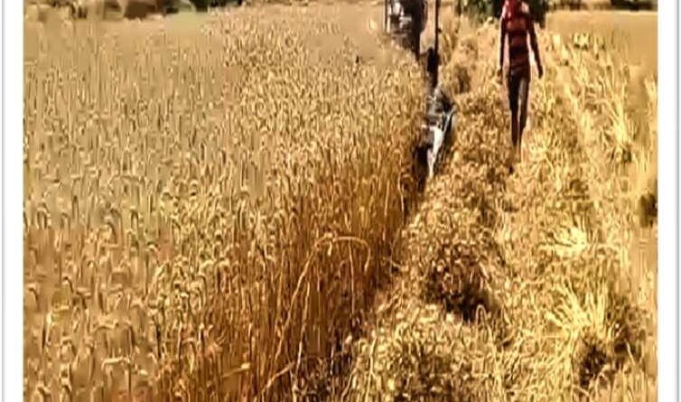 आधुनिक कृषि यंत्रों ने बदली किसान बेनी सिंह की तकदीर, रीपर कम बाइन्डर बना अतिरिक्त आय और समय बचत का मजबूत माध्यम