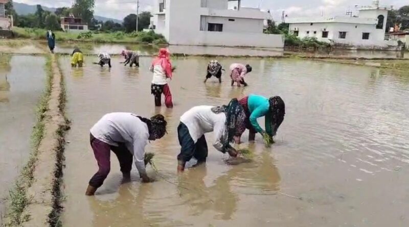 विलुप्त होती दून बासमती की खुशबू फिर लौटेगी, सफल ट्रायल के बाद 2.2 दून बासमती की रोपाई शुरू, 160 किसानों ने 75 हेक्टेयर में संभाली खेती की कमान